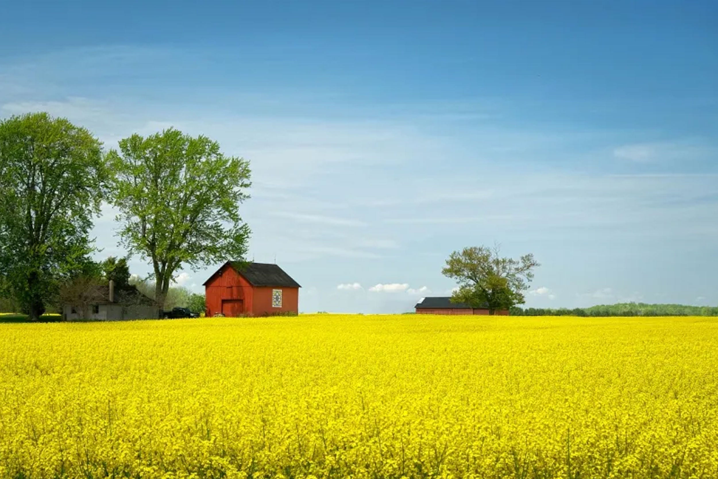 Why Swedish Honey Is Among the Best in the World